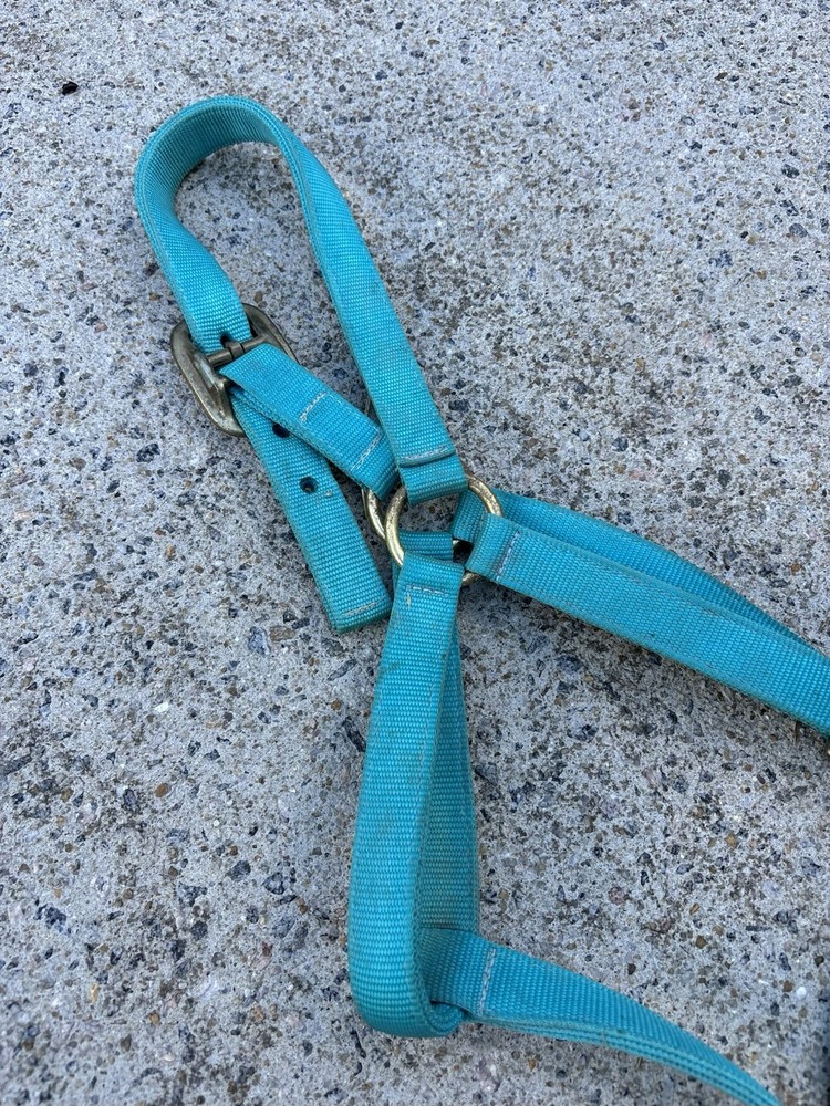 USED - Teal Blue Size Medium Horse Halter