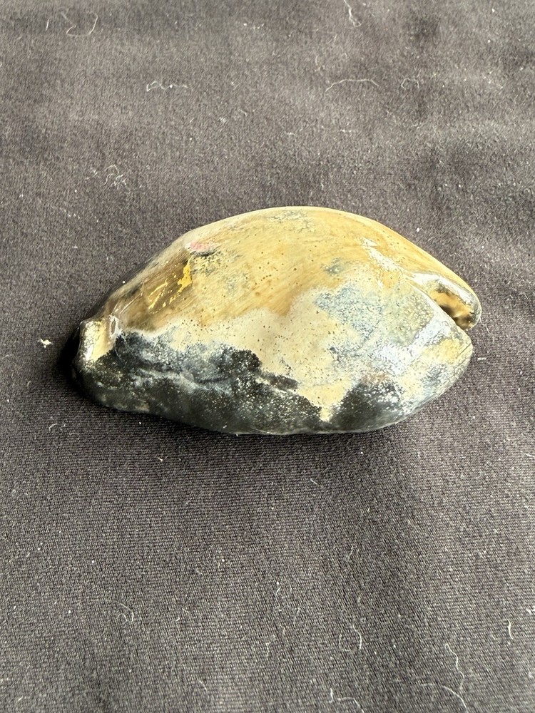 EXTINCT fossilized Cowrie shell from central Florida..Pliocene era.