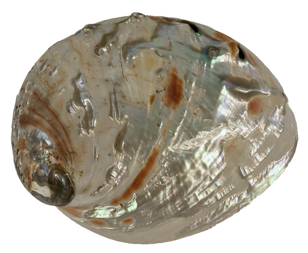2 Large Gorgeous Abilene Shells 5" and 8" Polished Beach Decor