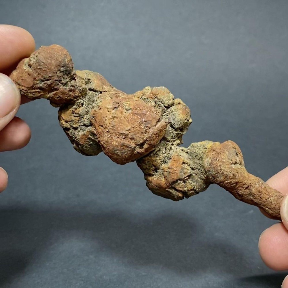 Copralite, Fossilized Turtle Poop #3
