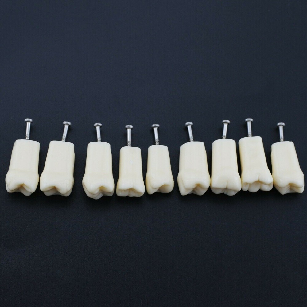 28 Screw-in Teeth Dental Typodont Model Replacement Practice Study Tooth Model