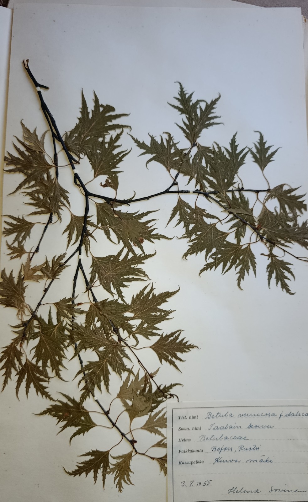 Antique Finnish Swedish Herbarium Botanical Pressed Plant specimens scrapbook