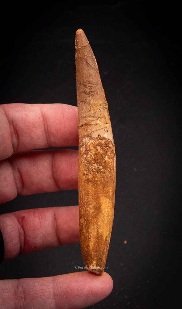  Spinosaurus Dinosaur Tooth    4.54”             2594