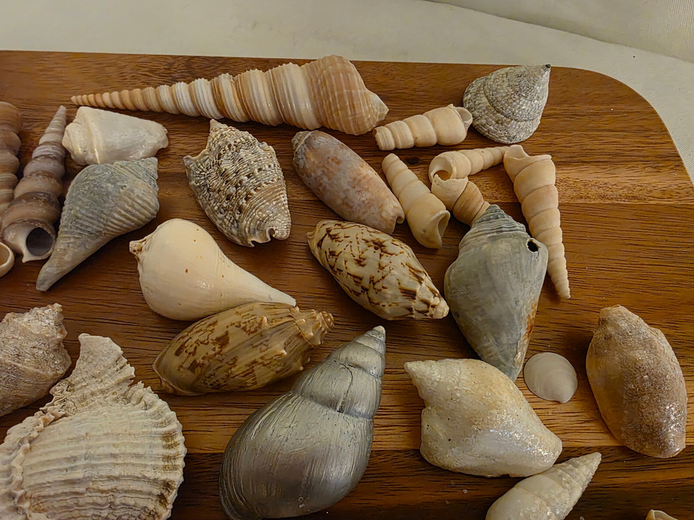 Ocean Seashell Lot - Estate Find