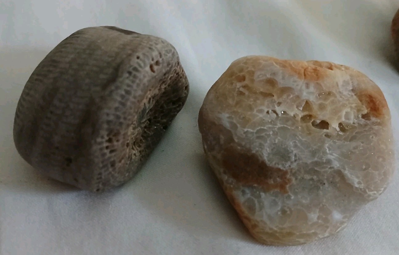 6 pc Lake Michigan Fossils Lot • 1 lb Unpolished Natural Beach Finds