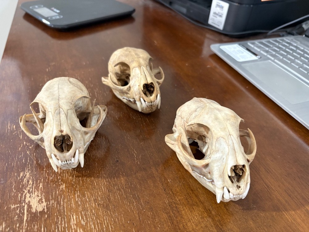 3 pack beetpe cleaned A grade bobcat skulls