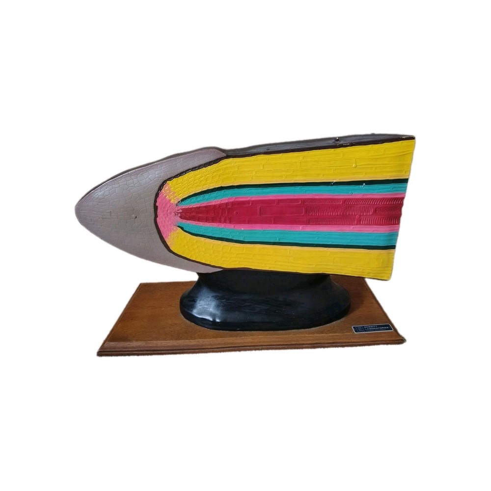 Rare Root Science Model 3d