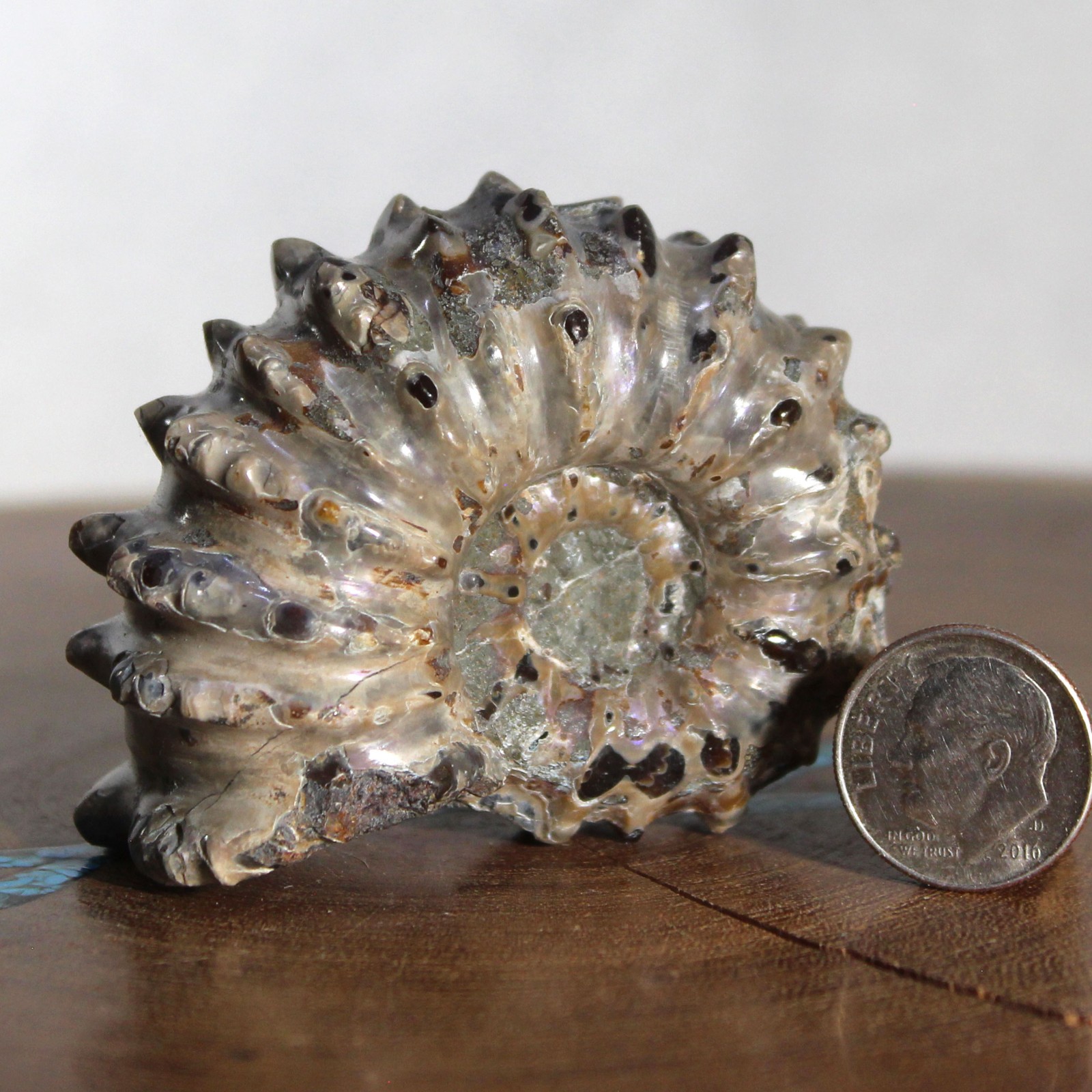 Fossil Douvilleiceras Tractor Ammonite Great Ridge Formation Ancient Ocean Life