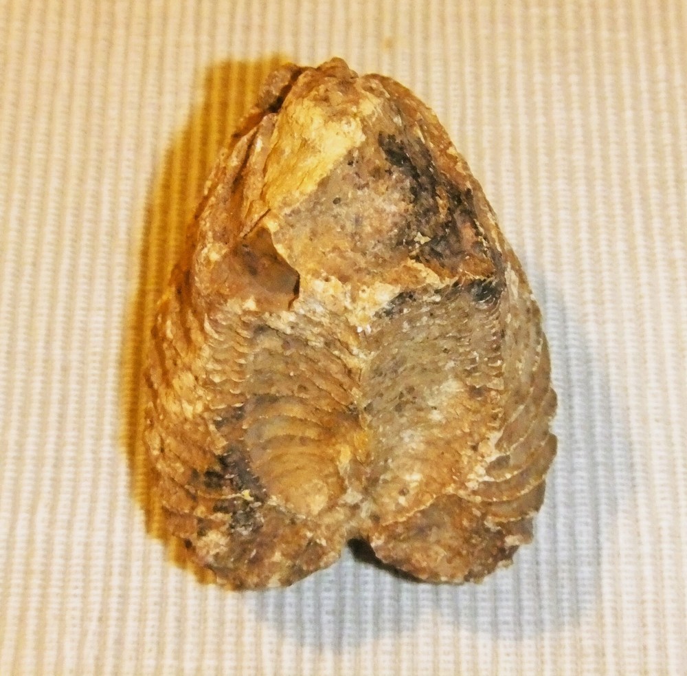 PTEROTRIGONIA FOSSIL