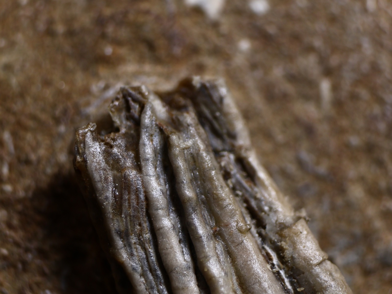 Gorgeously Detailed Scytalocrinus decadactylus Crinoid, Crawfordsville, IN