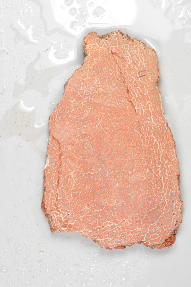 Orange Agatized Dinosaur Bone, New Mexico, 100 grams