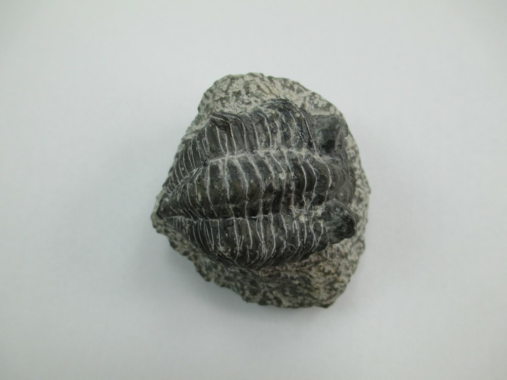 Trilobite Fossil Authentic? 008F