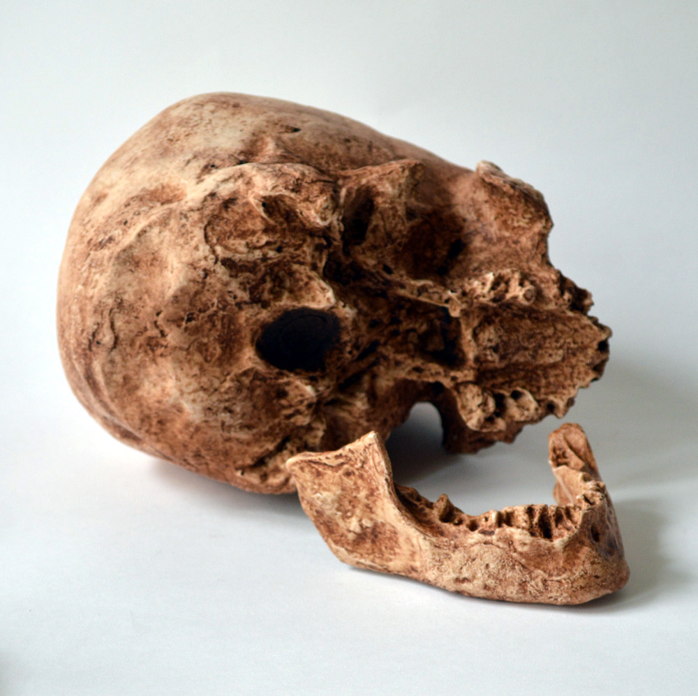 Cro-Magnon Skull Replica