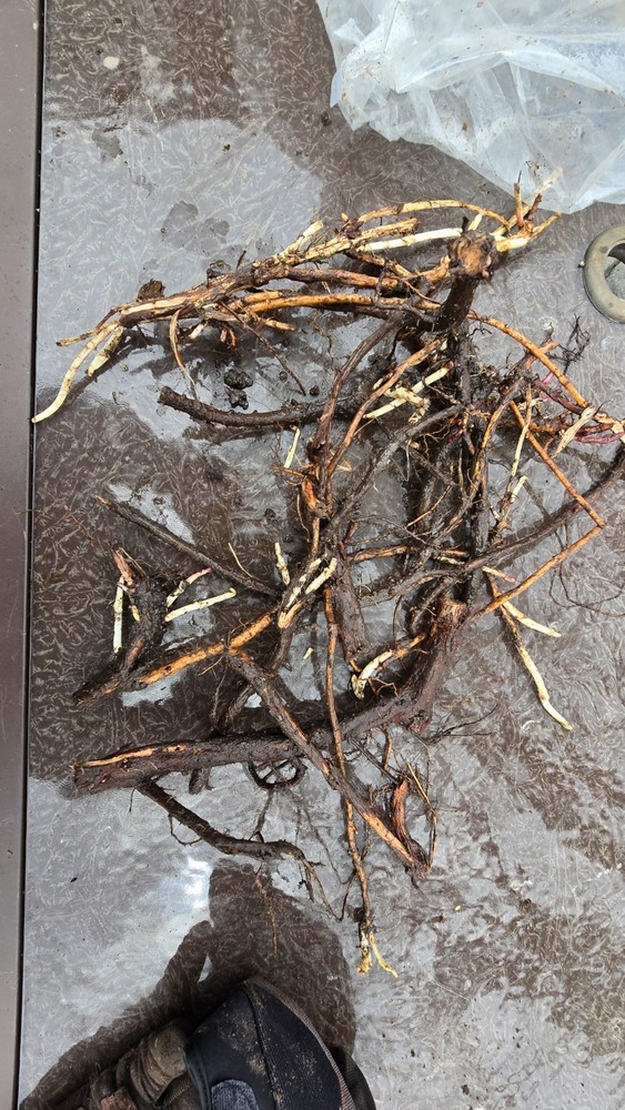 Hop Rhizomes- Comet