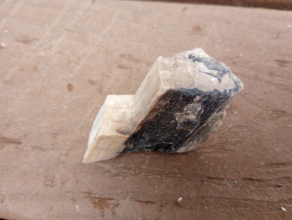 petrified wood