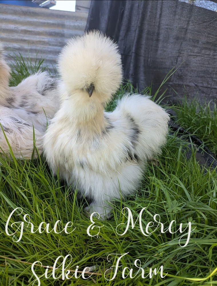 12 Quality Buff & Paint Eggs NPIP