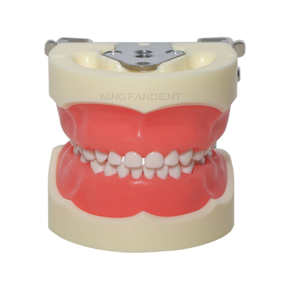 Dental Child Primary Practice Teeth Model 24 Removable Teeth For Dentist Practic