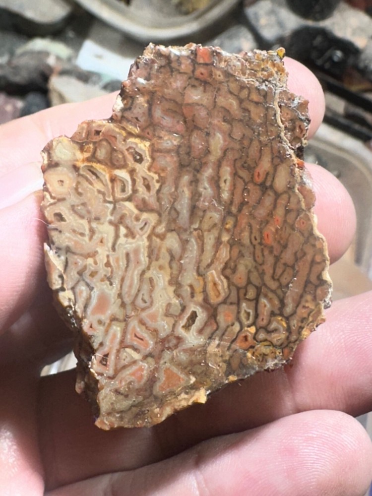 Dinosaur bone rough **hxtled chunk.