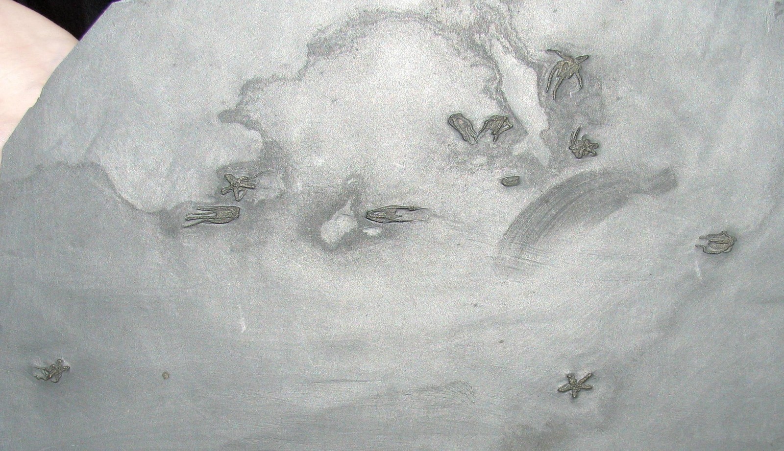 INCREDIBLE PLATE OF TEN 10 FURCASTER BRITTLESTAR FOSSILS - BUNDENBACH, GERMANY!