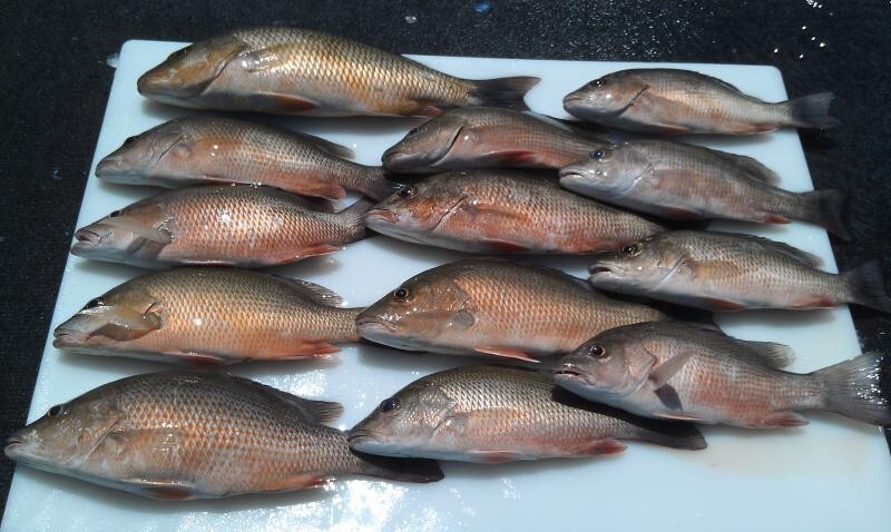 15 Surf Fishing Rigs Hi-Low Rigs Pompano Whiting Snappers Drum Spots Croakers