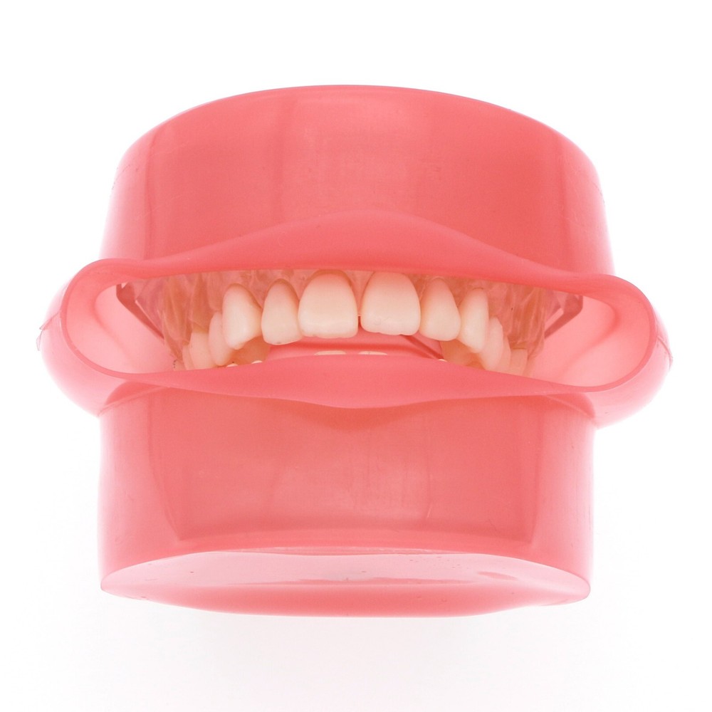 Dental Typodont Removable Soft Gum Teeth Model M7008 + Simulation Cheek