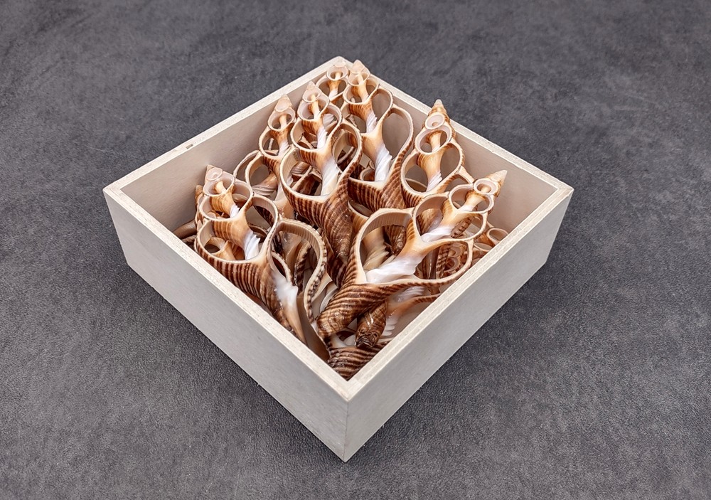 Center Cut Fox Shells (5 shells approx. 2+ inches)
