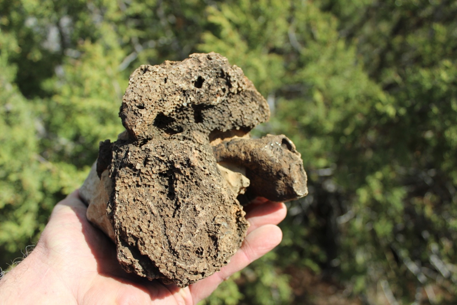 Fossil Beautiful HONEY COMB CORAL Favosites spp. Rare Locality ~ 400 Million