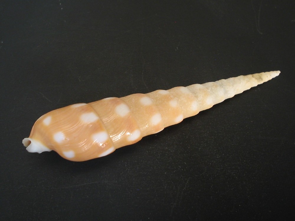 Super Pattern...TEREBRA GUTTATA~75.5mm~Indonesia SEASHELL