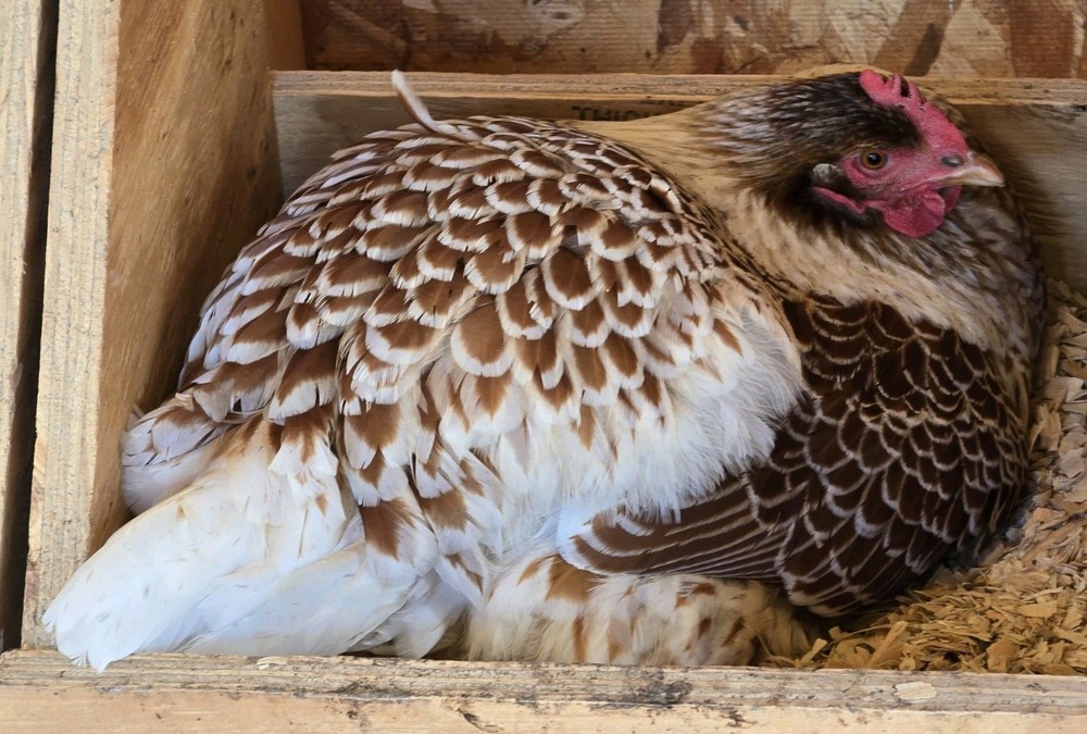 Chicken Hatching