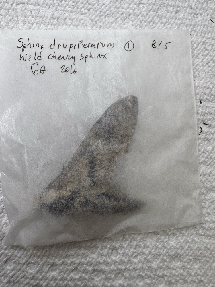 BY5 - Wild Cherry Sphinx Moth - Sphinx drupyferarum