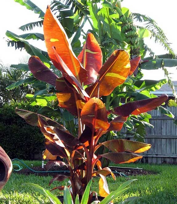 Musa - 'Siam Ruby' - Live Banana Plant