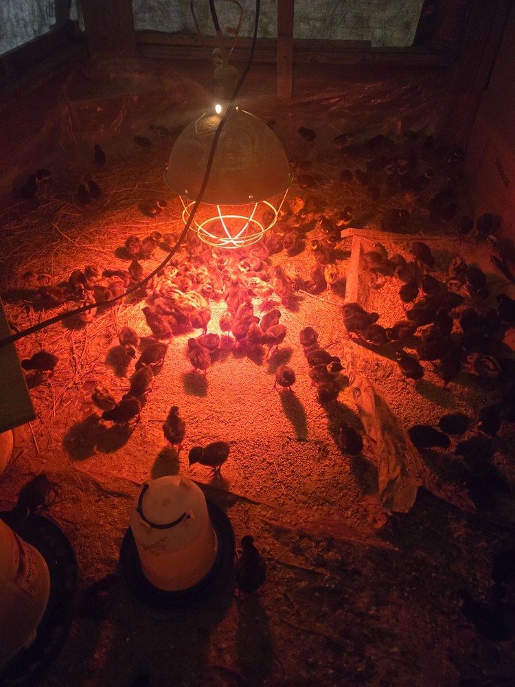 fertile pheasant eggs 36 plus 12