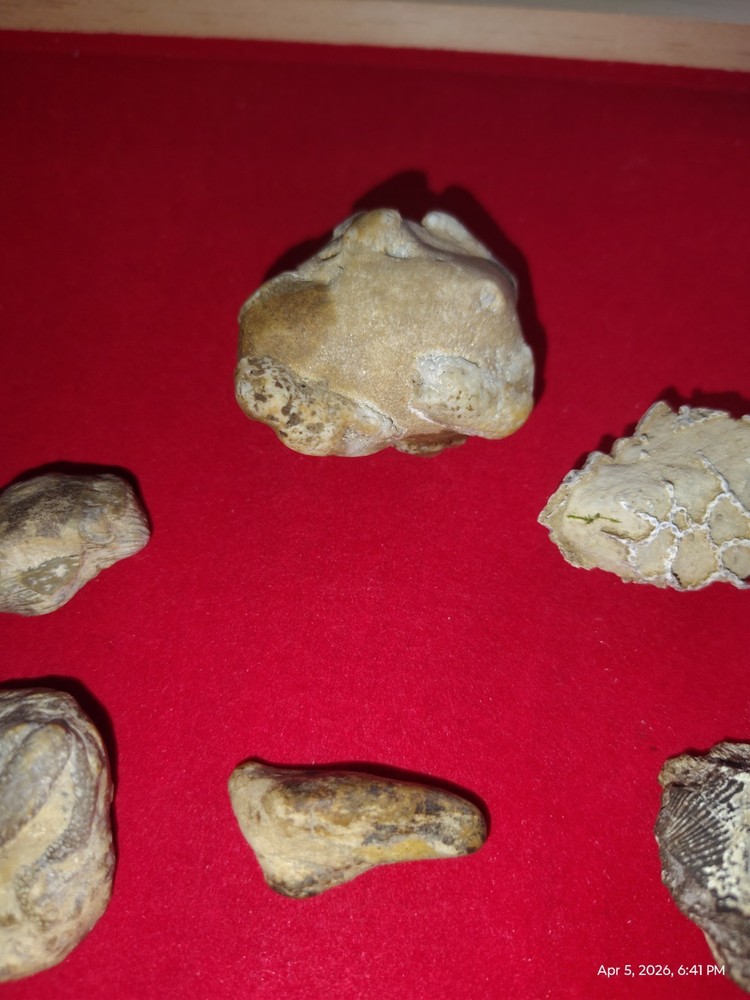 Various Fossils