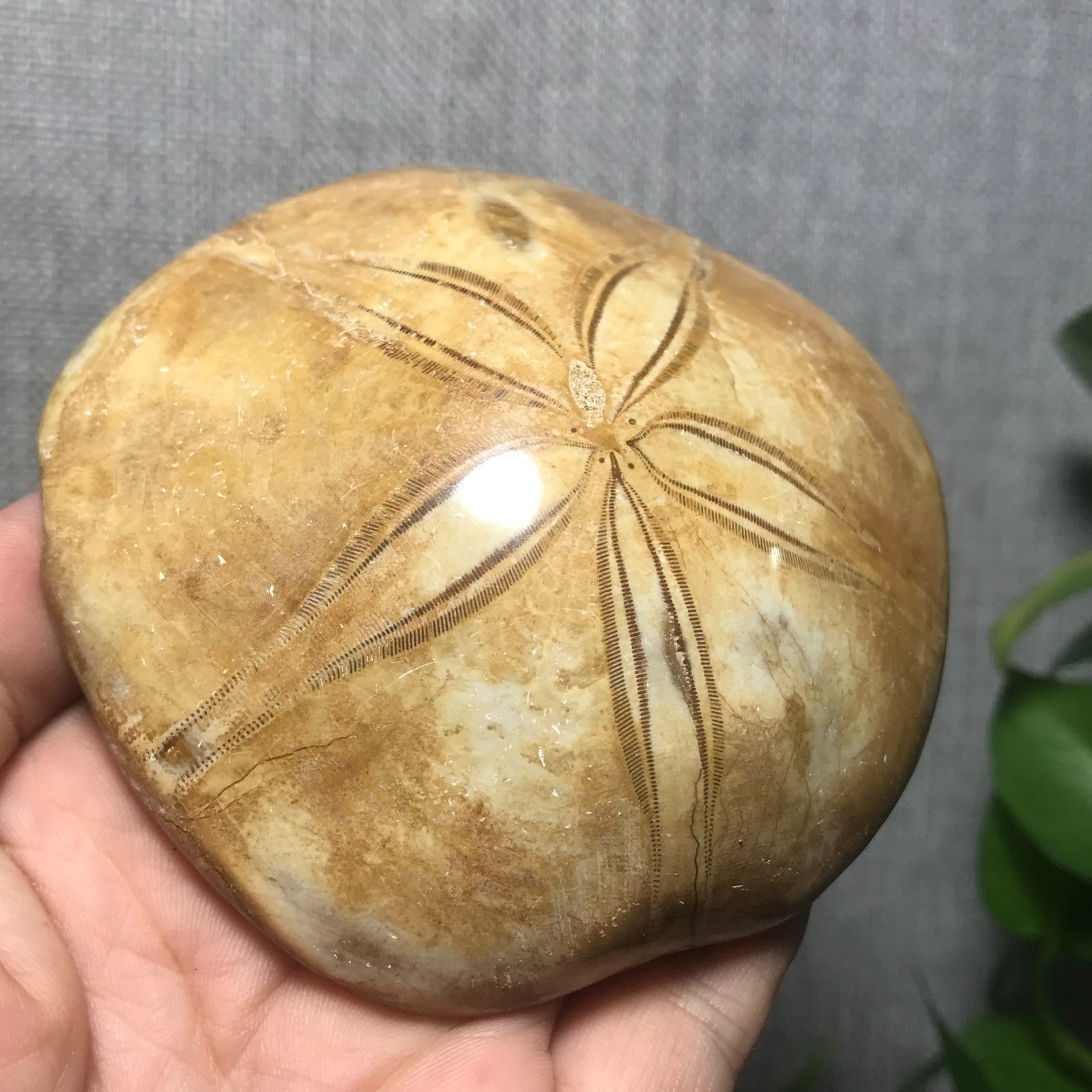 229g Starfish Crystal Specimen 08