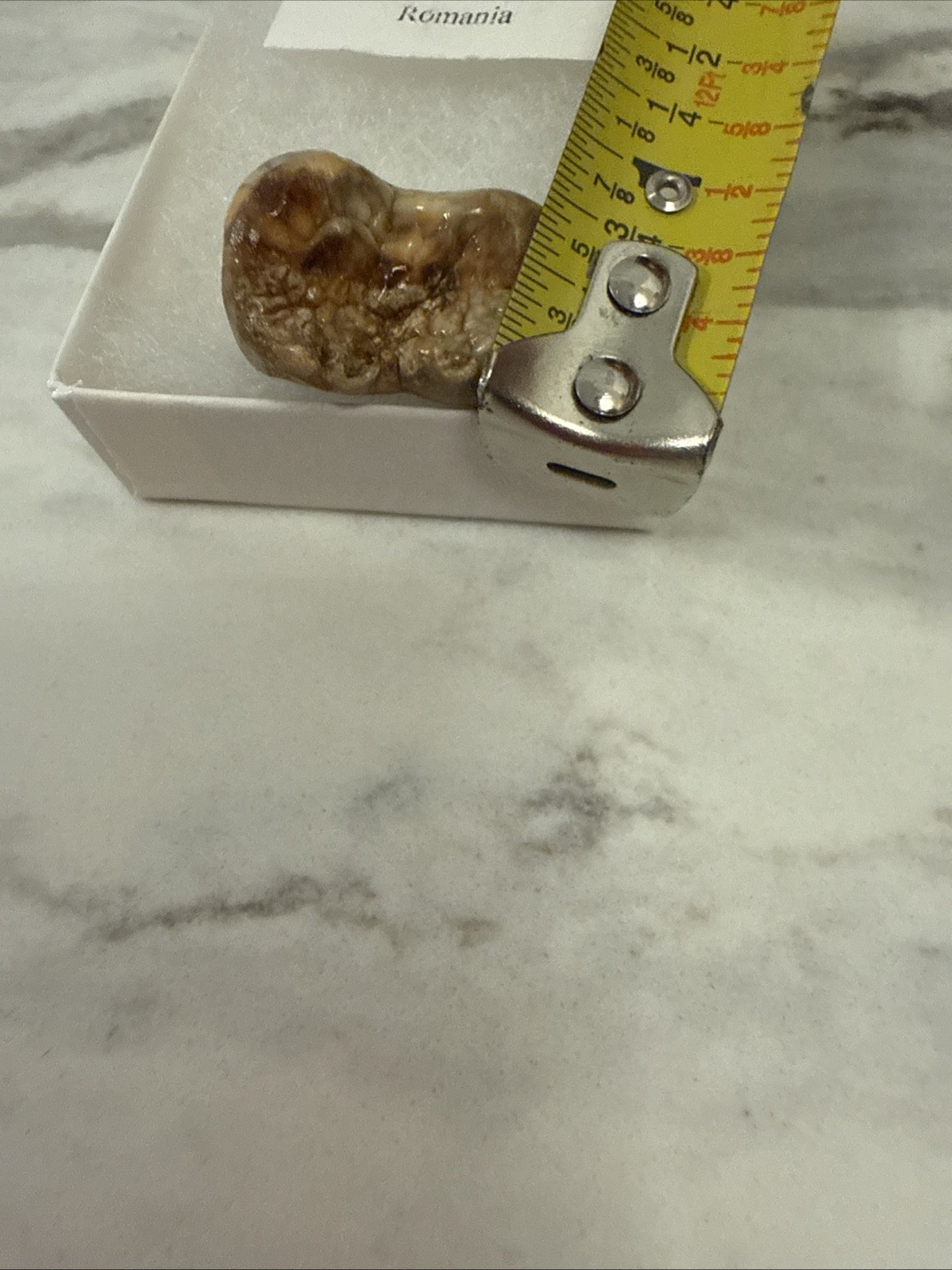 Cave Bear Tooth Molar Fossil From Romania Approximately 25,000 Years Old