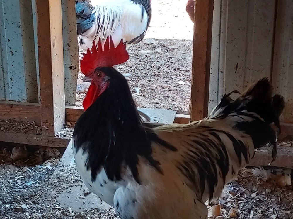 6 Assorted Purebred Chicken Fertile Hatching Eggs (Read Description)