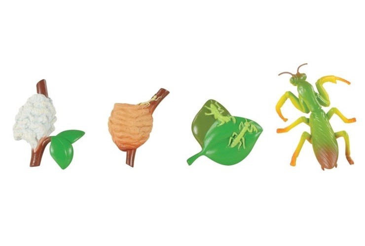 Insect Lore Products 24 Piece Insect Life Cycle Figurines