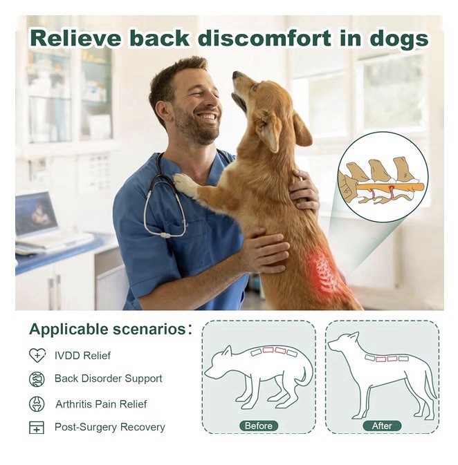 Haggemi Dog Back Brace Support-XL
