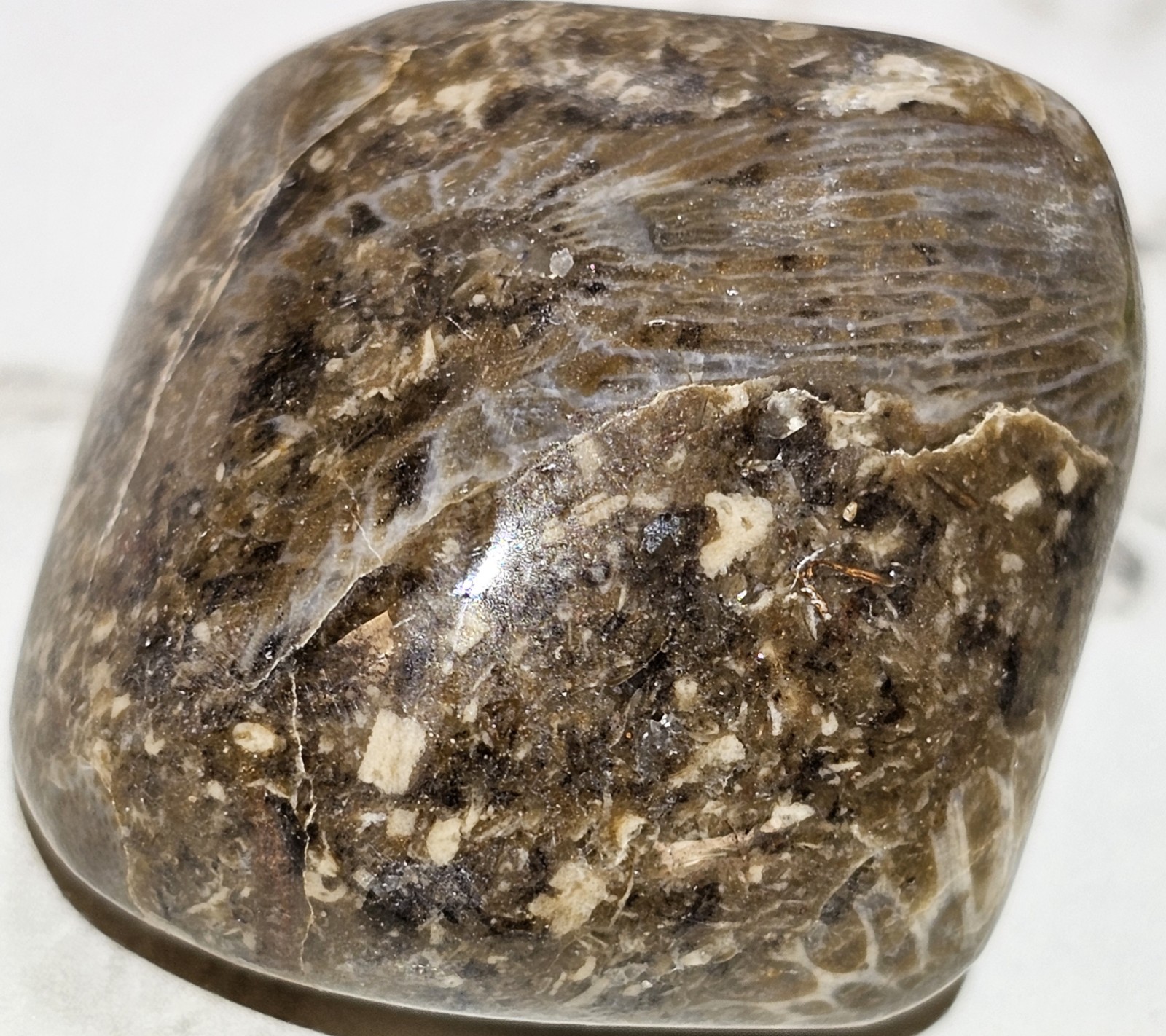 Michigan Horn Coral Agatized 1.5" 1.3 Oz. Fast Shipping Very Unique