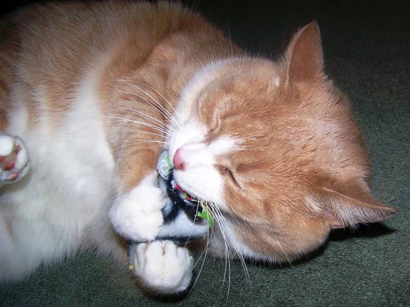 4 Handmade Catnip Pillow Toys ( CATS LOVE THEM!!!!!!!!) Over 1700+ Sets Sold!!!