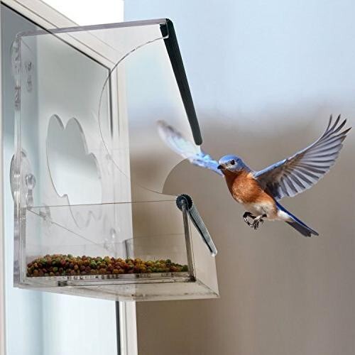 Birdious Deluxe Window Bird Feeder Strong Suction Cups Outside Mount.