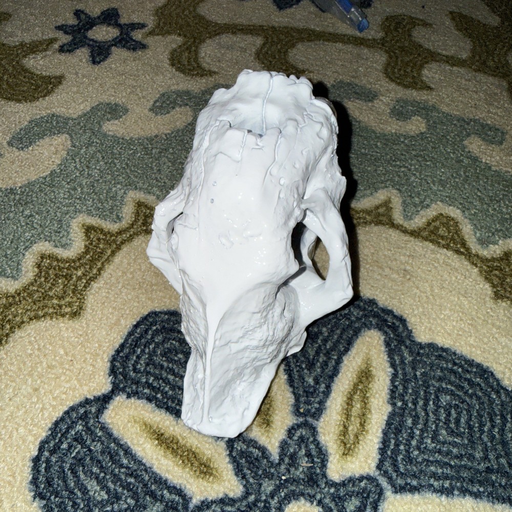 Sabertooth Skull White