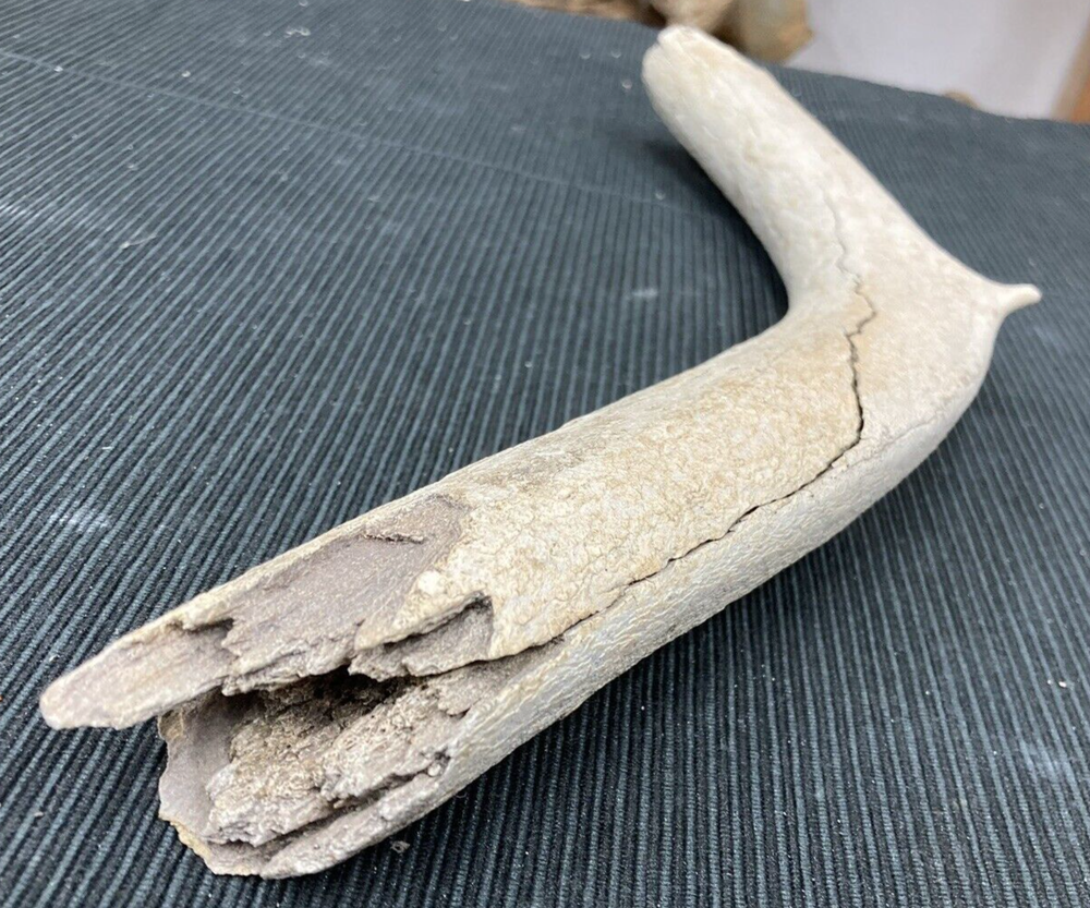 Large Fossil Specimen, Bone, 347mm