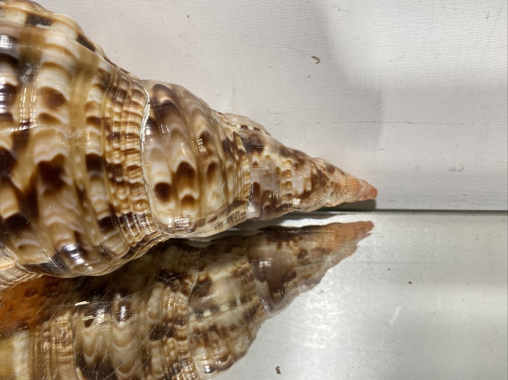 Seashell Large Size From Collection Rare and Beautiful