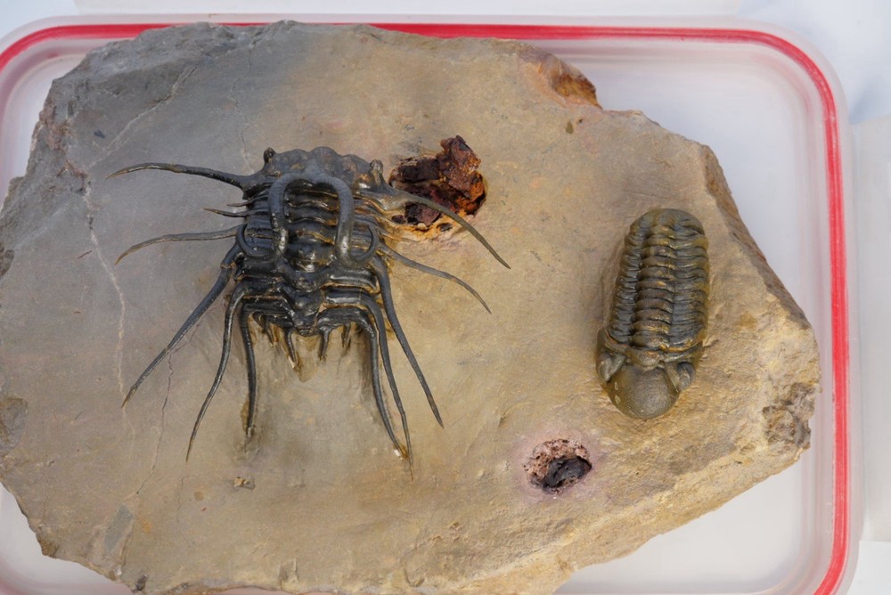 trilobite