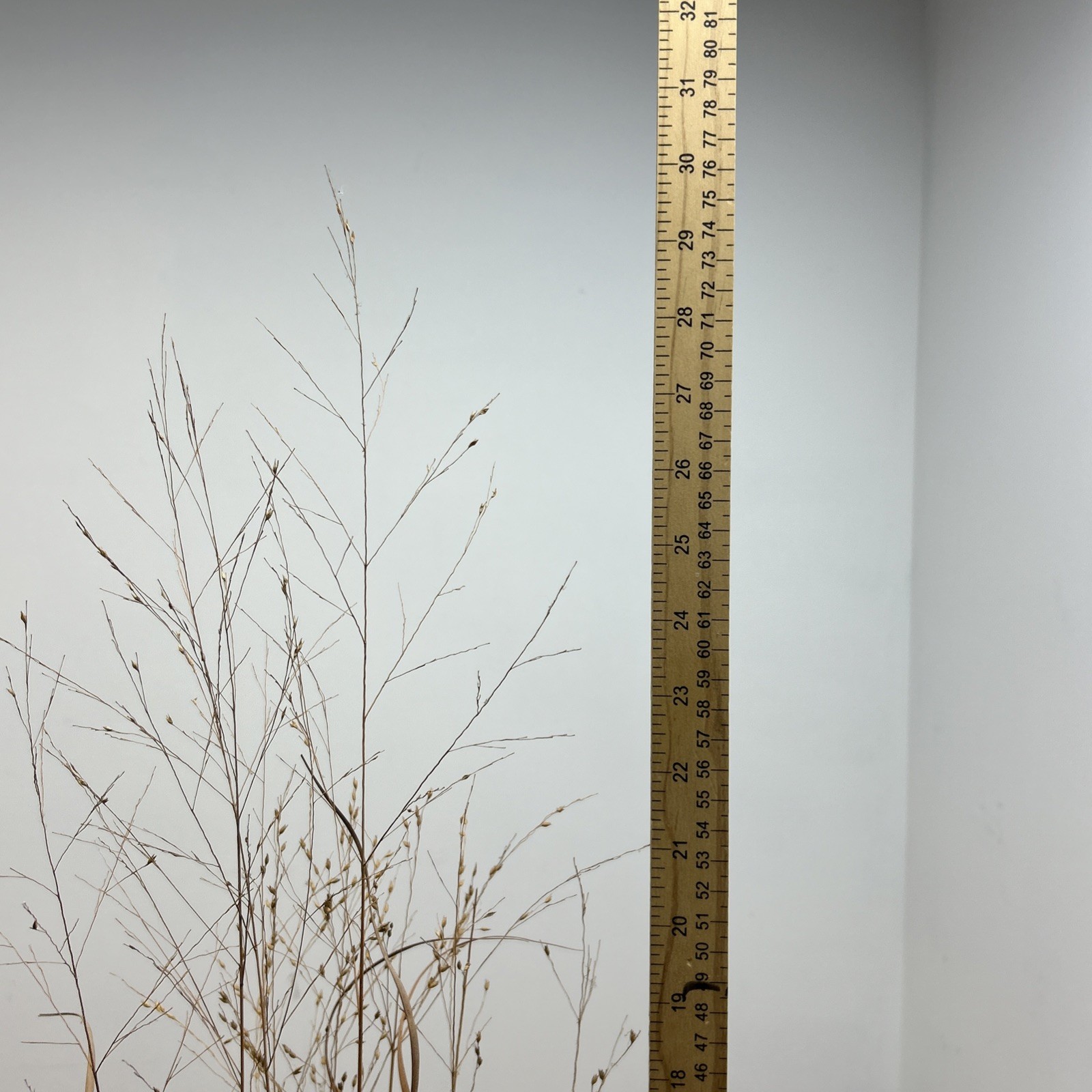 Ringneck Rooster Pheasant Taxidermy Standing Mount Habitat Base Foliage