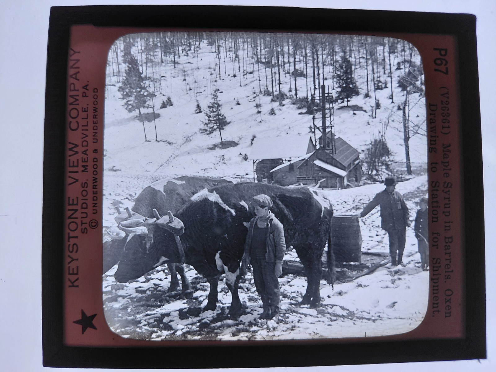 Magic Lantern Glass Slide Photo Keystone P67 Maple Syrup Oxen Ready For Shipment