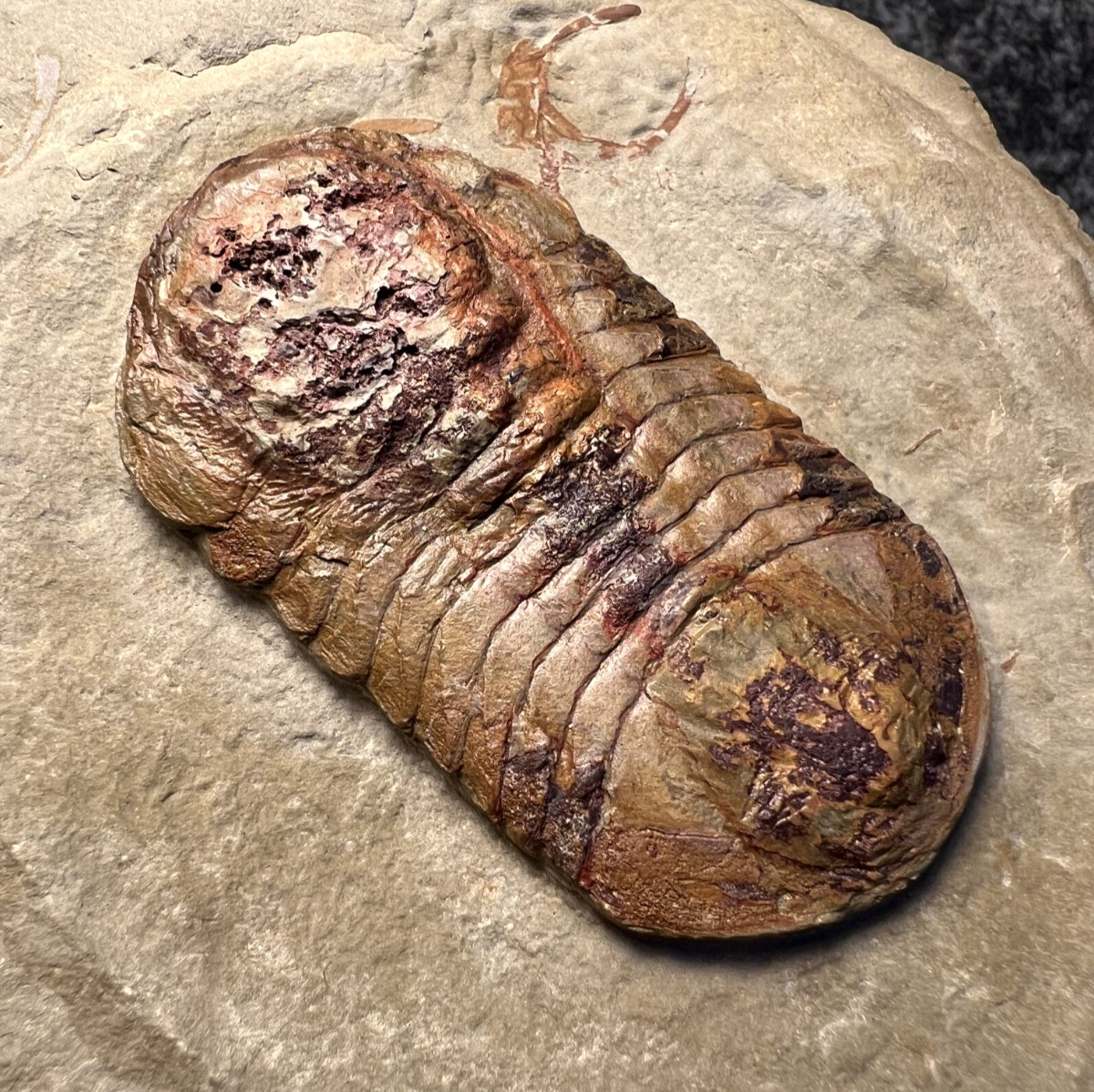 Symphysurus sp. Trilobite Fossil – Well-Preserved Specimen
