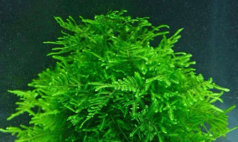 -5 Oz bundle-Java Moss, NO DUCKWEED GUARENTEED