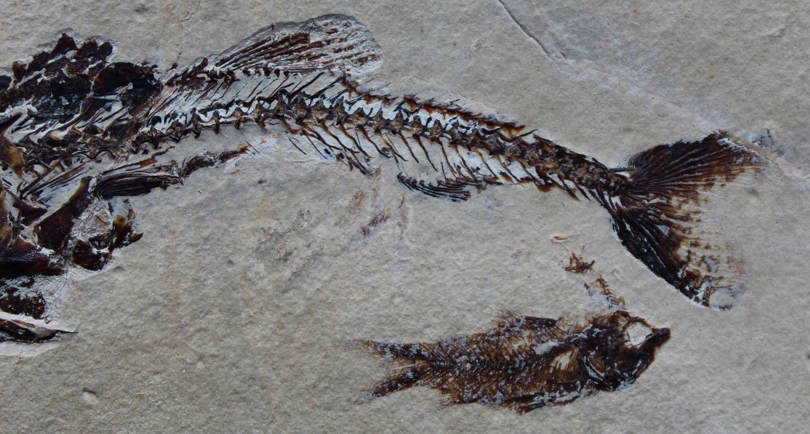 Viper Fish Eurypholis 97 Museum Quality with Impressive Teeth - Fossils Lebanon